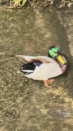 Stockente - Weingarten, Baden-Württemberg, Deutschland