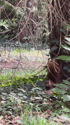 Eichhörnchen - Karlsruhe, Baden-Württemberg, Deutschland