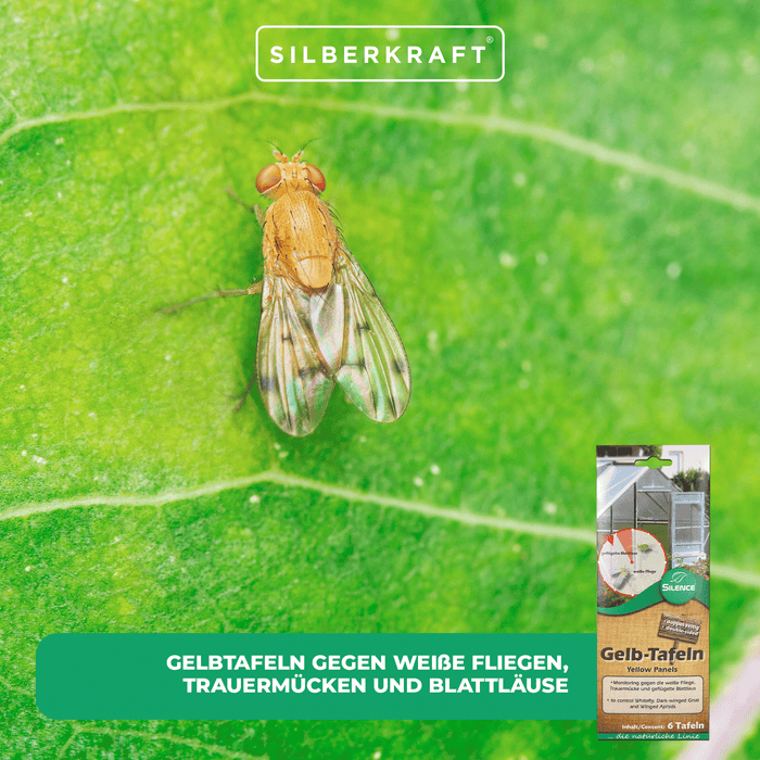 Silence Gelbtafeln (klein): Optimales Monitoring gegen die weiße Fliege, Trauermücke und Blattlaus - Silberkraft