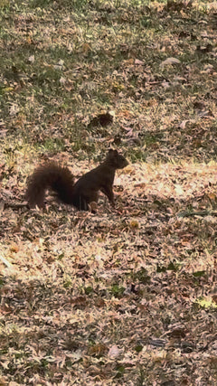 Eichhörnchen - Karlsruhe, Baden-Württemberg, Deutschland