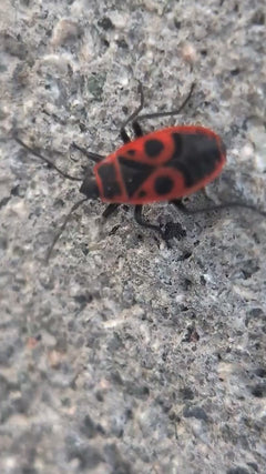 Gemeine Feuerwanze