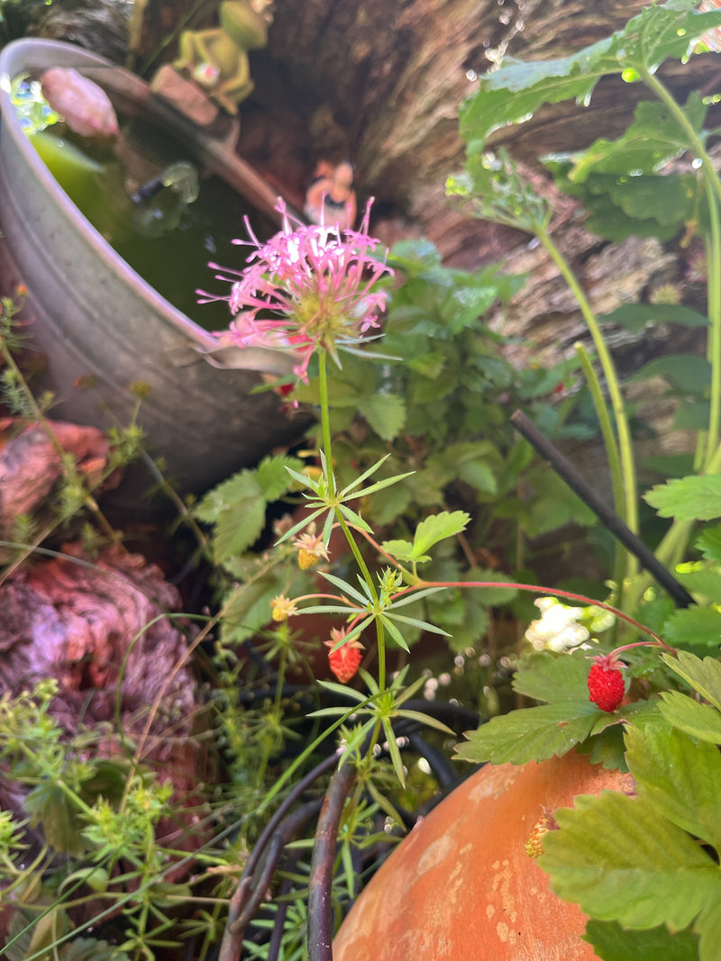 Zu sehen ist eine blühende Acker-Röte mit rosa Blütenständen und quirlig angeordneten Blättern. Die Aufnahme zeigt die Pflanze in einer Gartenumgebung.