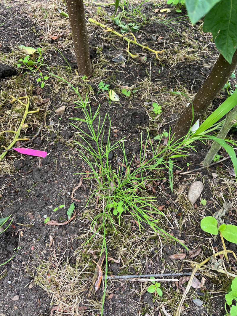 Zu sehen ist ein Acker-Schachtelhalm, der auf einem dunklen Gartenboden wächst. Die Pflanze zeigt ihre typischen, grünen und quirlig verzweigten Triebe.