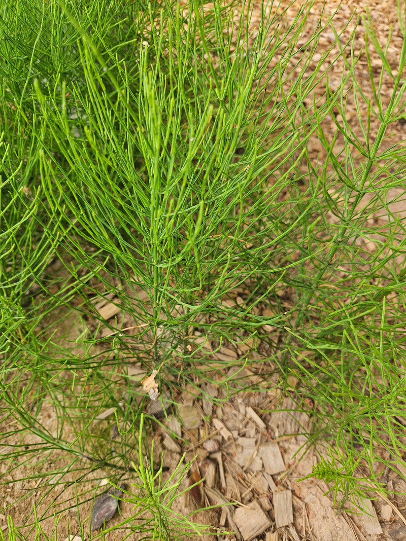 Auf dem Bild sind die feinen, grünen Sommertriebe des Acker-Schachtelhalms zu sehen. Die Pflanze wächst auf einem Boden aus Rindenmulch und Sand.