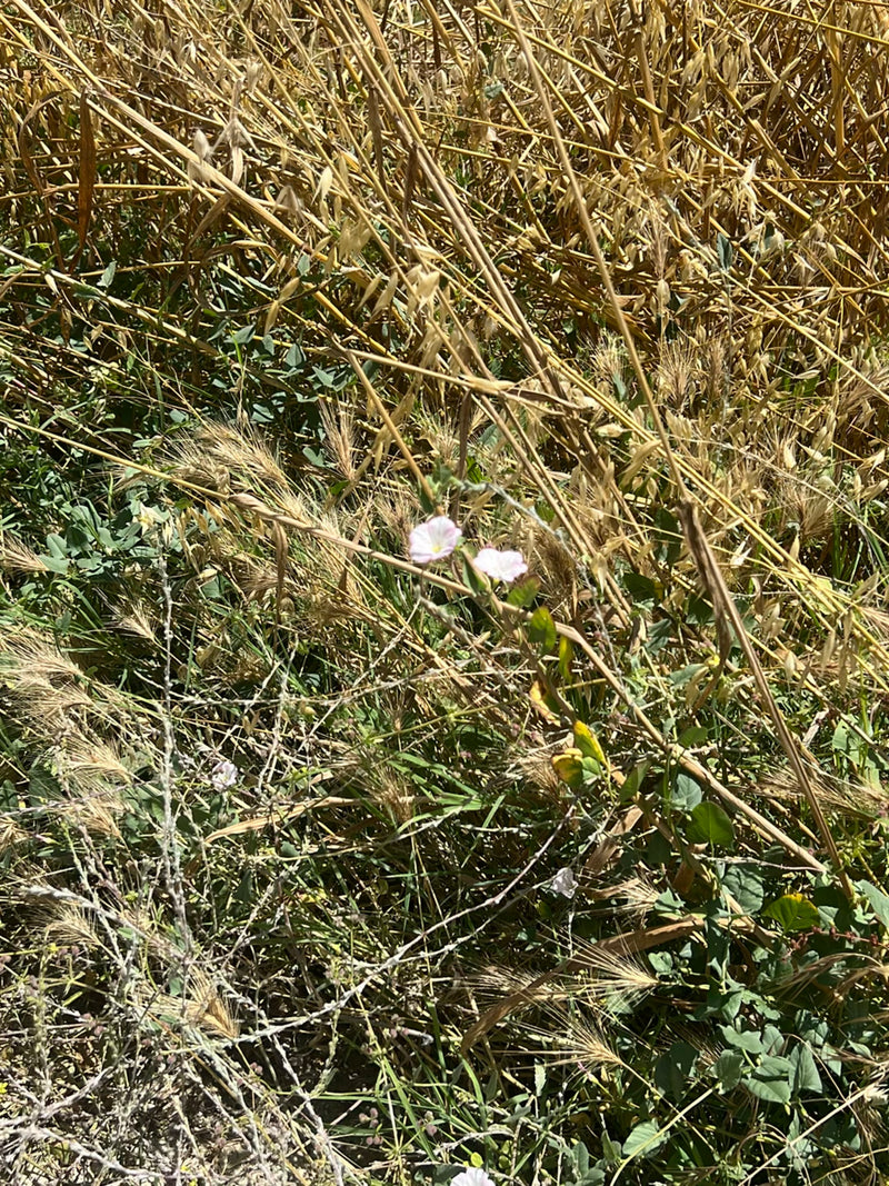 Zwei kleine, weiß-rosa Blüten der Acker-Winde wachsen zwischen Getreideresten und Grünpflanzen. Die zarten Blüten sind gut zu erkennen.