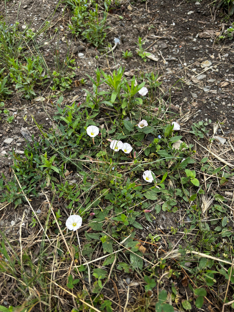 Auf dem Foto sind mehrere weiß-rosa Blüten und grüne Blätter der Acker-Winde auf dem Boden zu sehen. Die Pflanzen wachsen niedrig zwischen Gras und Erde.