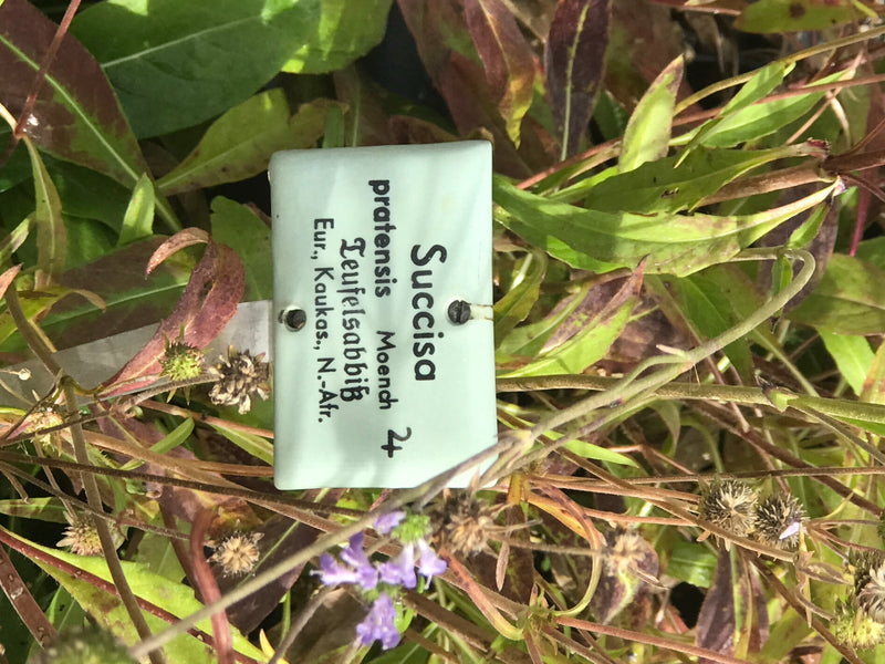 Ein botanisches Schild kennzeichnet eine Pflanze des Gewöhnlichen Teufelsabbisses (Succisa pratensis) mit teils verblühten Köpfchen und schmalen Blättern.