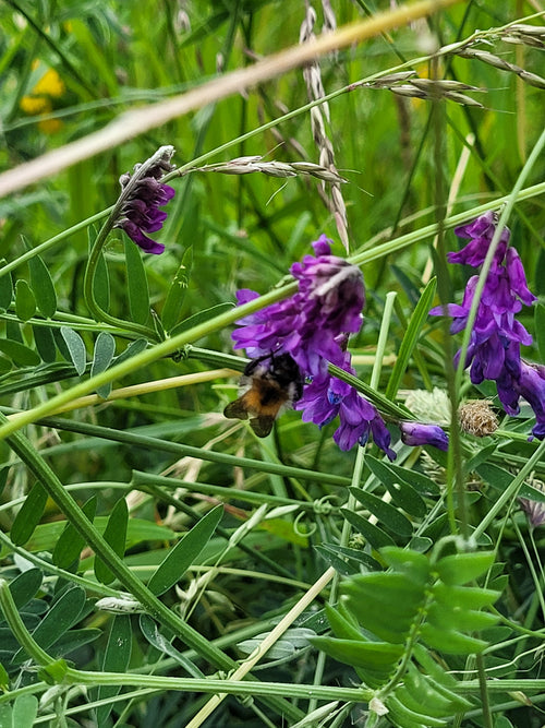 Ackerhummel (Bombus pascuorum) – Bild 3