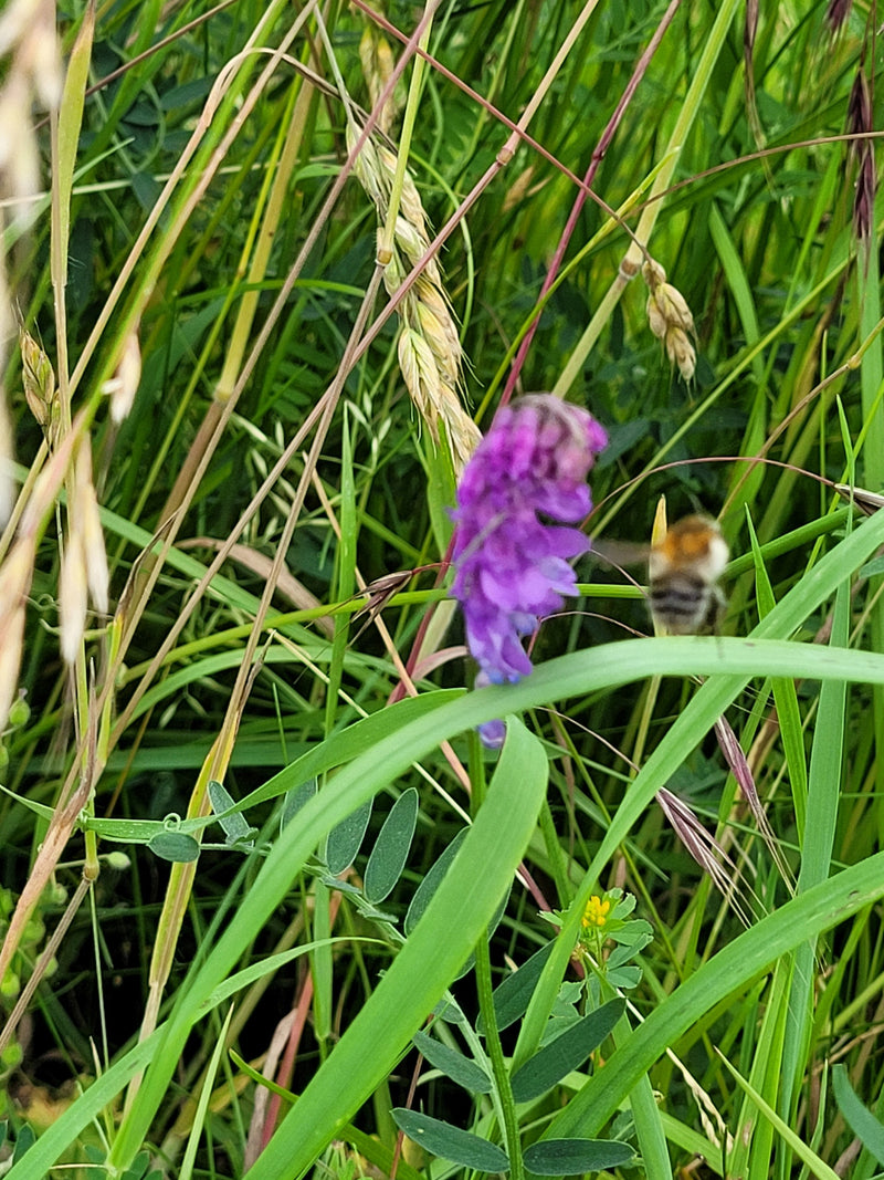 Eine Ackerhummel fliegt im Flug an eine lila Blütenkerze in hohem Gras und Wiesenvegetation.