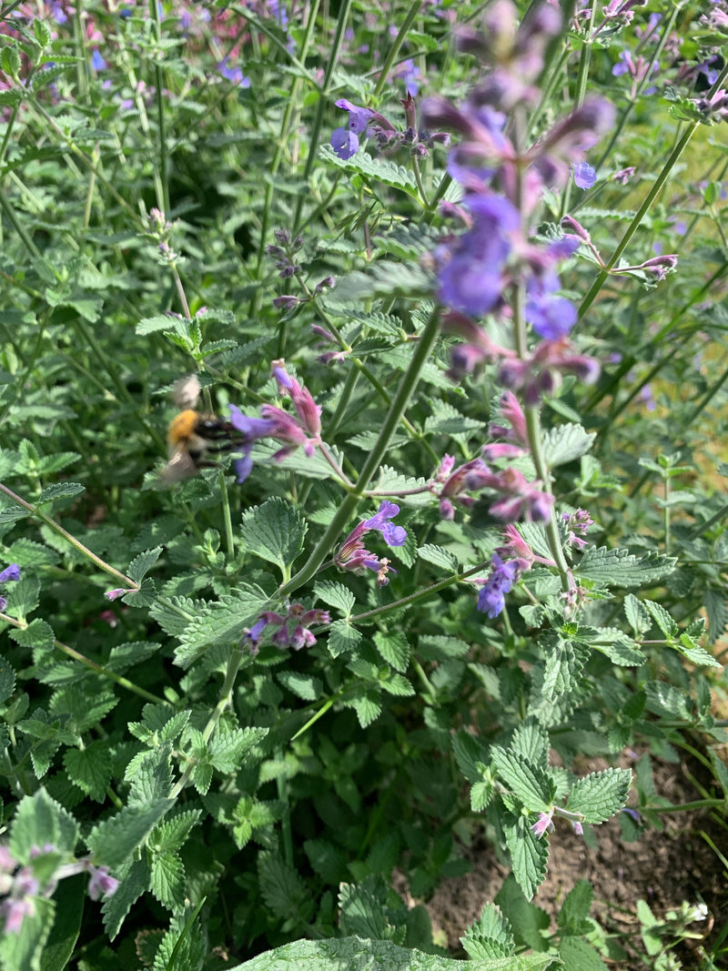 Eine Ackerhummel fliegt an blühenden violetten Pflanzen und samkt Nektar. Die Umgebung zeigt grüne Stängel und Blätter.