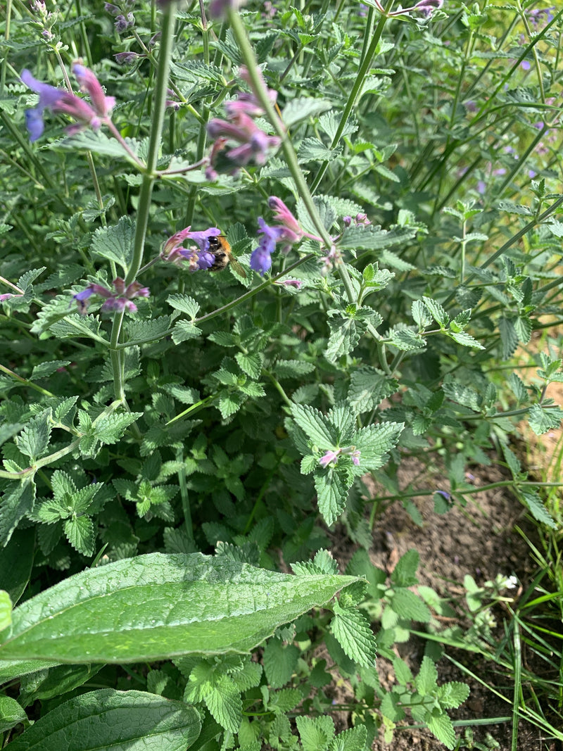 Eine Ackerhummel sitzt auf einer lila Blüte und samkt Nektar. Die Aufnahme zeigt das Insekt inmitten grüner Pflanzen.