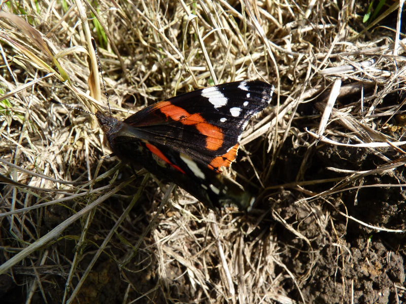 Ein Admiral ruht mit leicht gespreizten Flügeln auf trockenem Gras und braunem Boden.