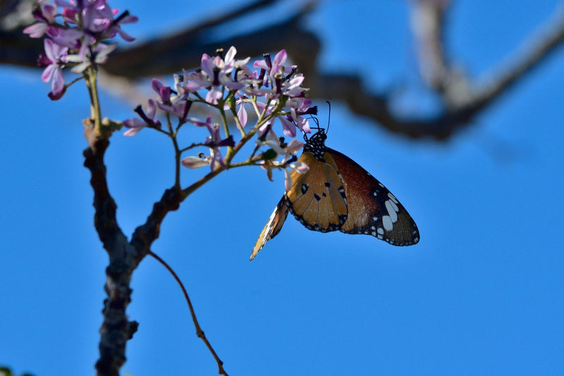 Ein Afrikanischer Monarch (Danaus chrysippus) saugt mit teilweise geöffneten Flügeln an kleinen violetten Blüten vor blauem Himmel.