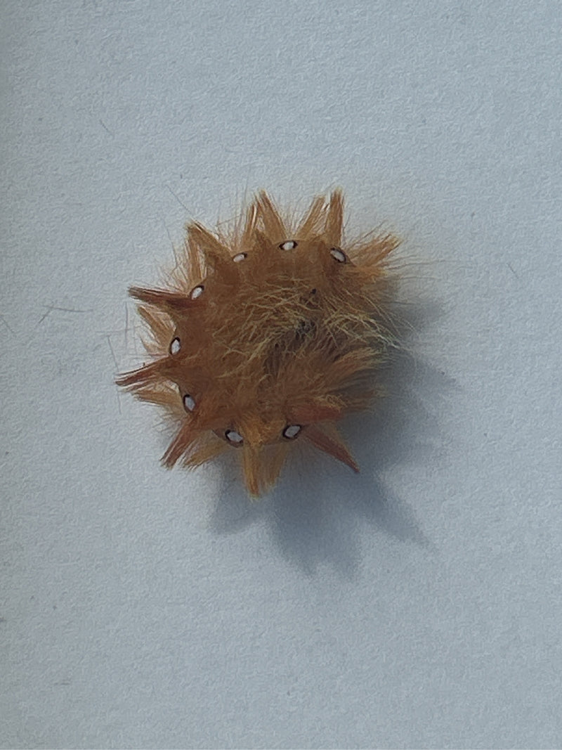 Ahorn-Rindeneule — Bild 5 von 13