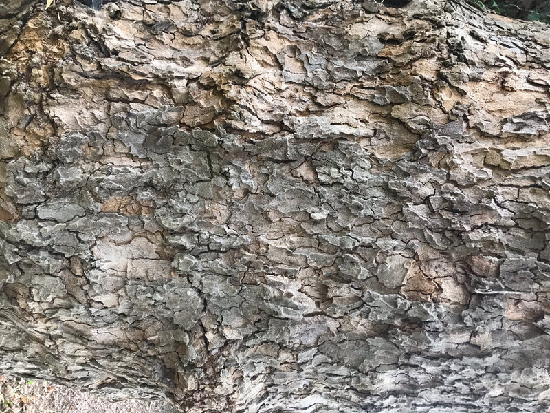 Ahornblättrige Platane — Bild 5
