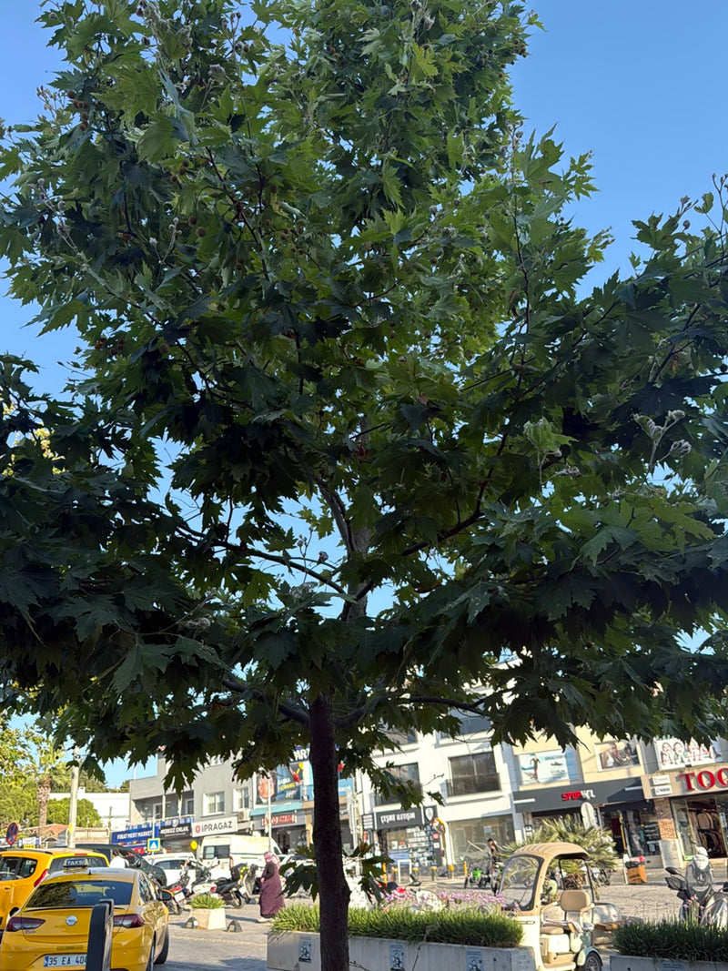 Ahornblättrige Platane — Bild 4