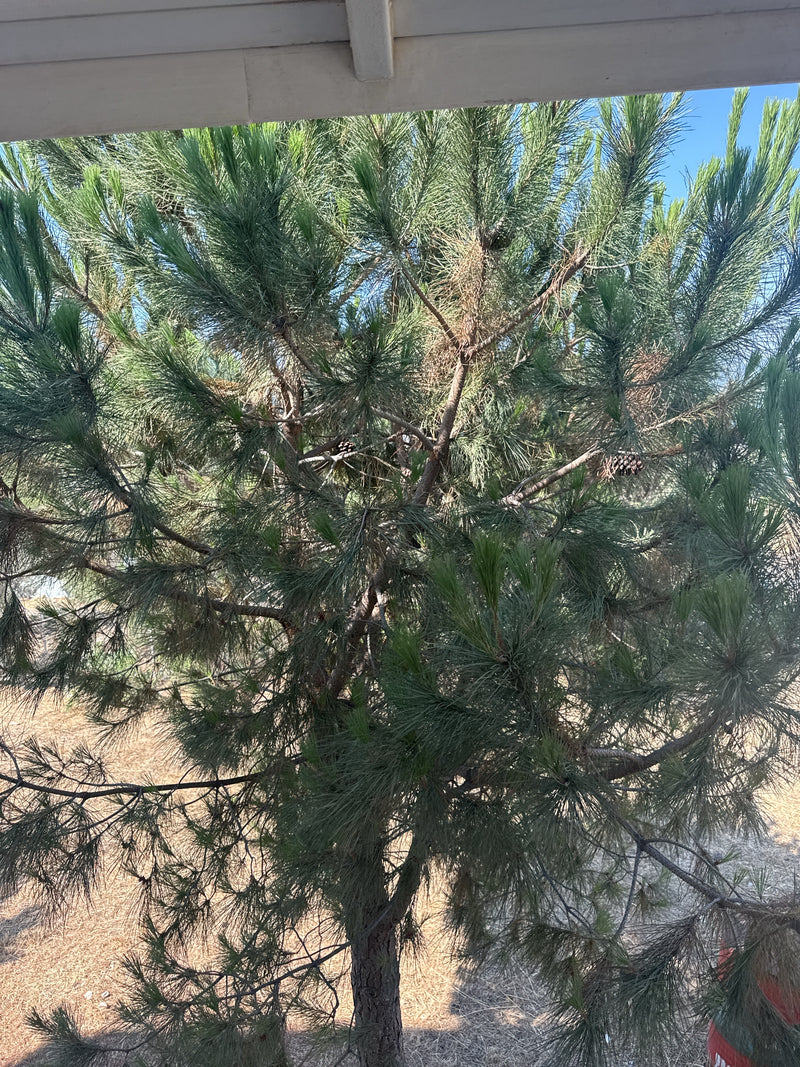 Das Bild zeigt eine ausgewachsene Aleppo-Kiefer mit dichter Nadelpracht und charakteristischer Aststruktur. Der Baum steht im Freien vor einem hellen Hinterg...