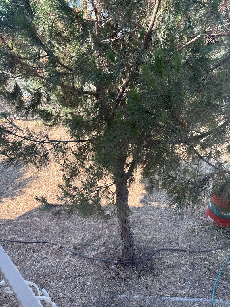 Zu sehen ist eine junge Aleppo-Kiefer mit charakteristischen Nadeln und Ästen. Der Baum steht auf trockenem Boden in einer offenen Umgebung.