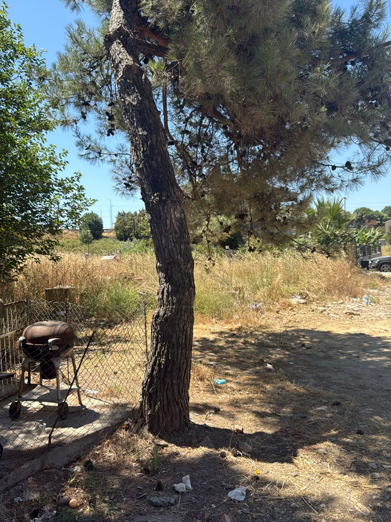 Zu sehen ist eine ausgewachsene Aleppo-Kiefer mit schräg stehendem Stamm und dichter Nadelkrone. Der Baum steht auf einem trockenen Gelände neben einem Masch...