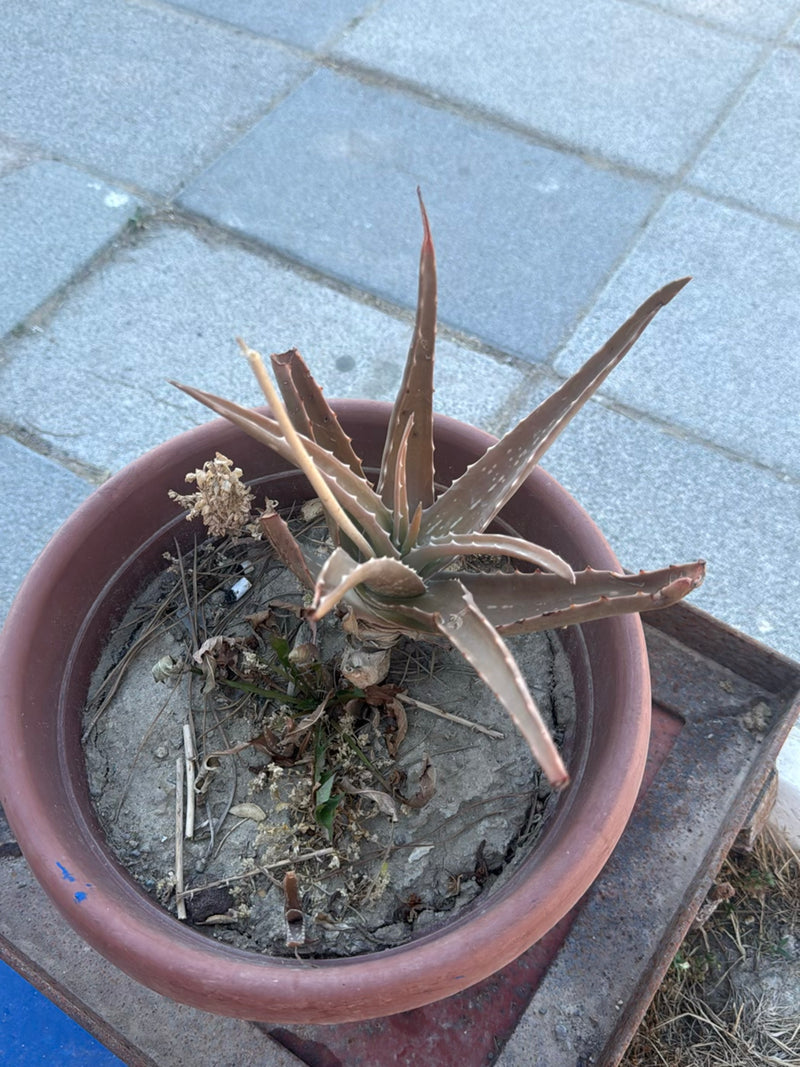 Aloe — Bild 2 von 3