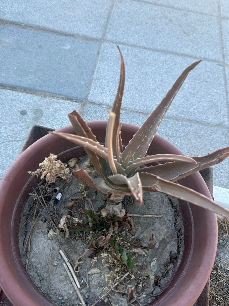 Aloe — Bild 3 von 3