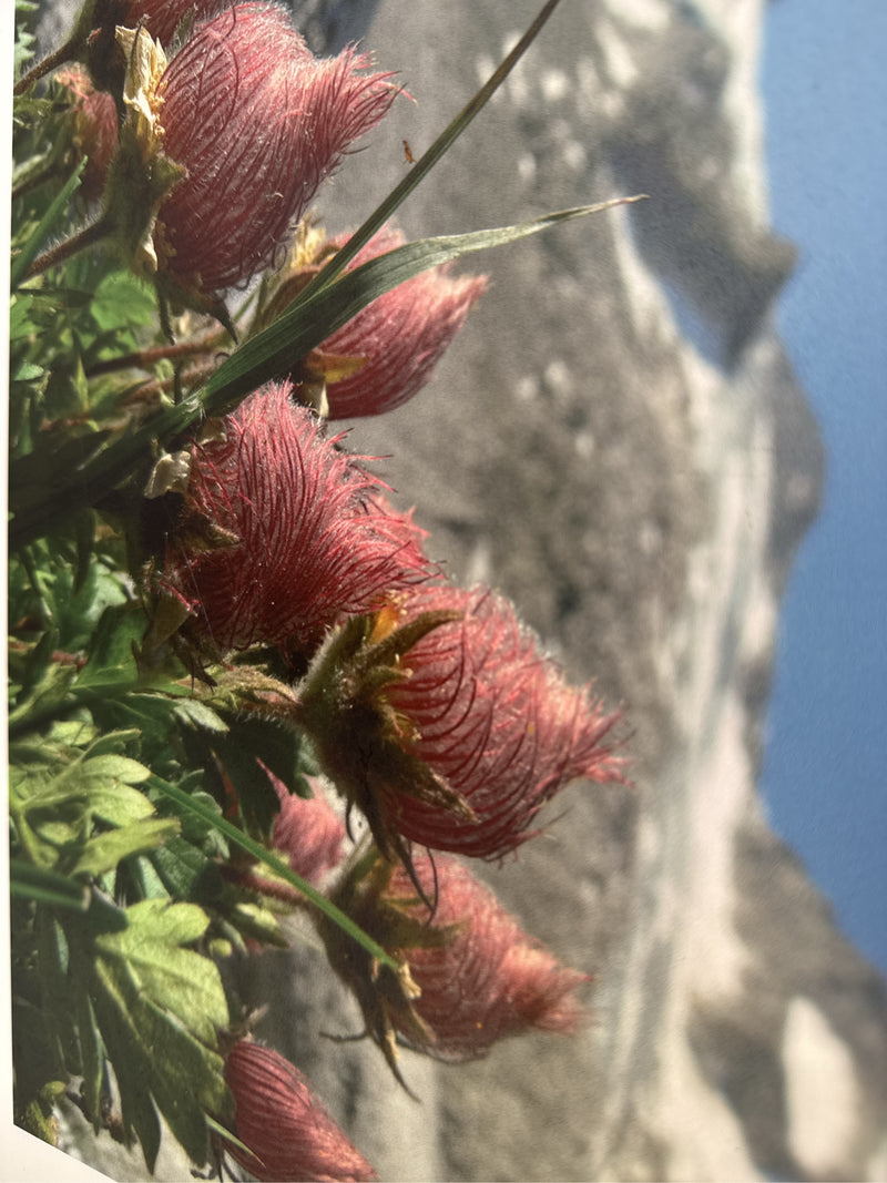 Alpen-Küchenschelle — Bild 1 von 1