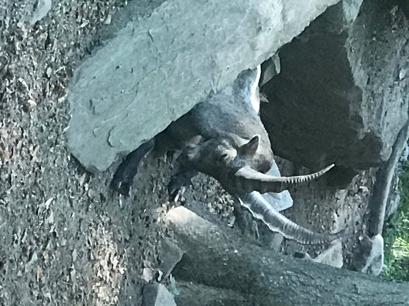 Alpensteinbock — Bild 2 von 4