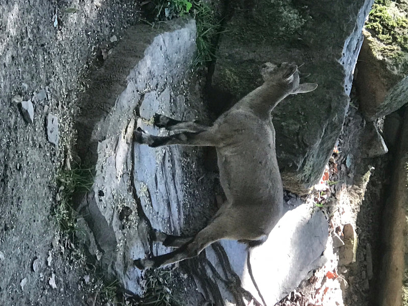 Alpensteinbock — Bild 3 von 4