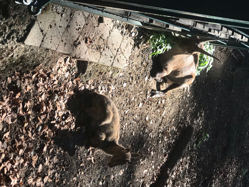 Alpensteinbock — Bild 1 von 4