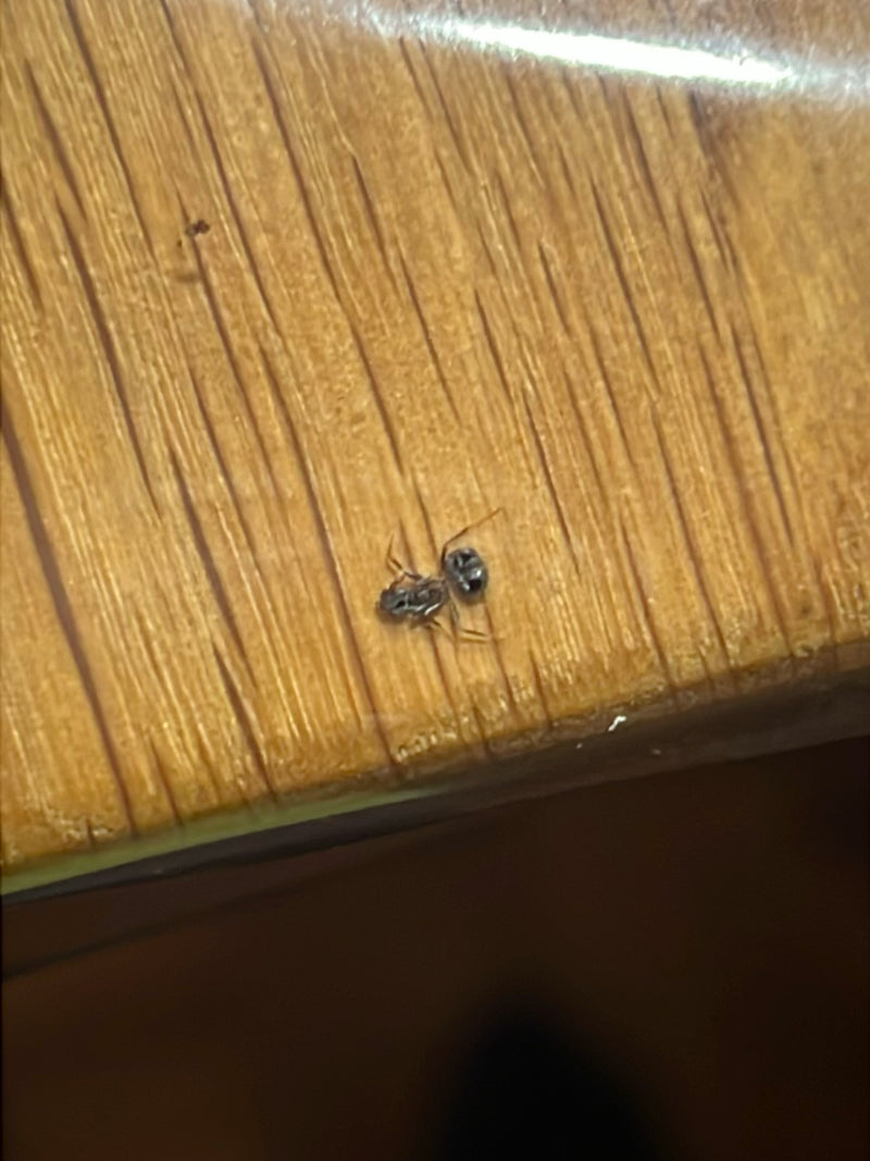 Eine Ameisenspringspinne sitzt auf einer strukturierten Holzoberfläche. Die Spinne ist gut erkennbar und zeigt ihre ameisenähnliche Körperform.