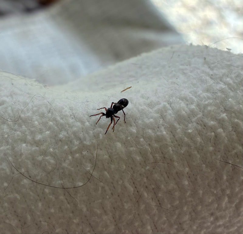 Eine Ameisenspringspinne läuft über eine helle Textiloberfläche. Sie zeigt die typische ameisenähnliche Körperform.