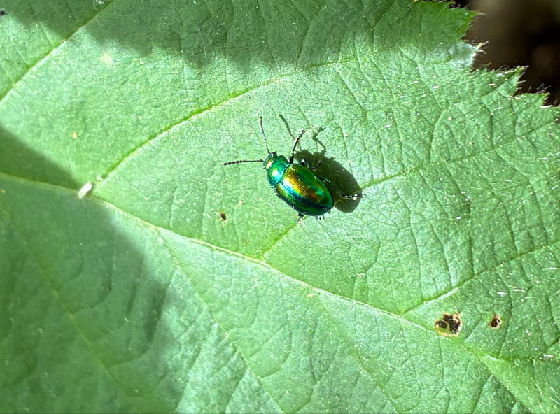 Ein metallisch grün glänzender Ampfer-Blattkäfer sitzt auf der Oberseite eines grünen Blattes. Das Insektenexemplar ist scharf und gut erkennbar abgebildet.