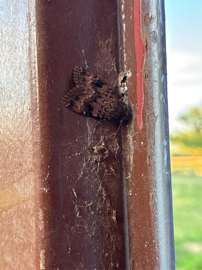 Ampfer-Rindeneule — Bild 4 von 29