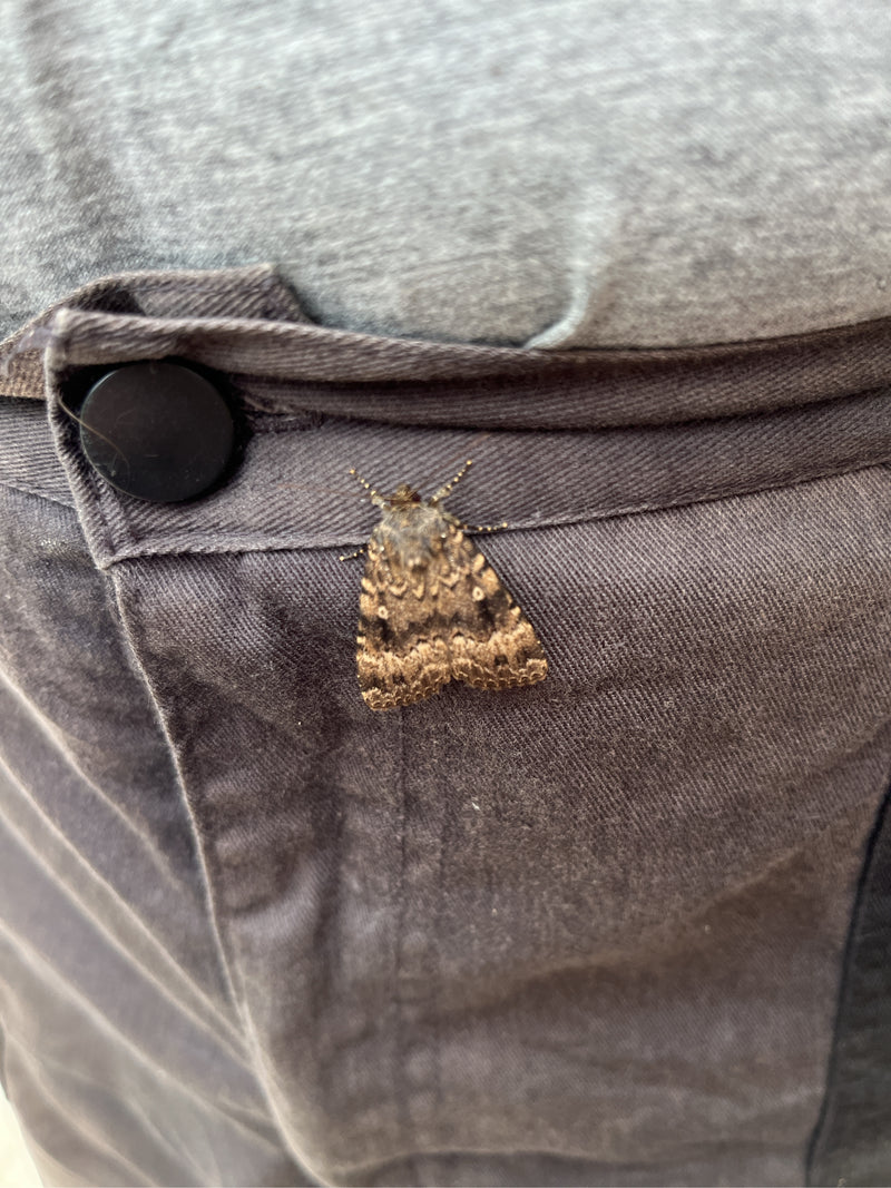 Ampfer-Rindeneule — Bild 5 von 29