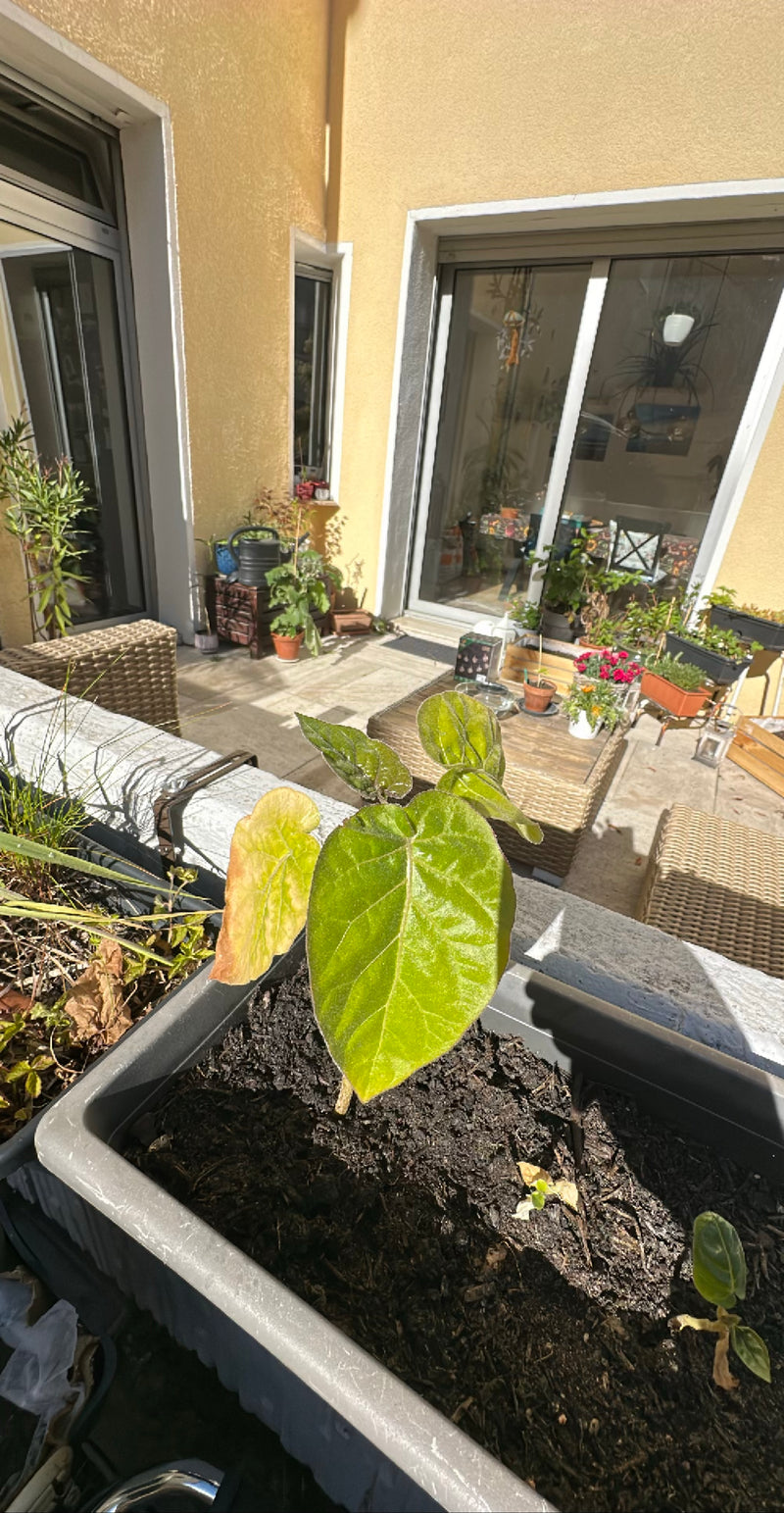 Zu sehen ist eine junge Physalis-Pflanze in einem Pflanzkübel auf einer sonnigen Terrasse. Die grünen Blätter und der Stängel wachsen aus dunkler Erde.