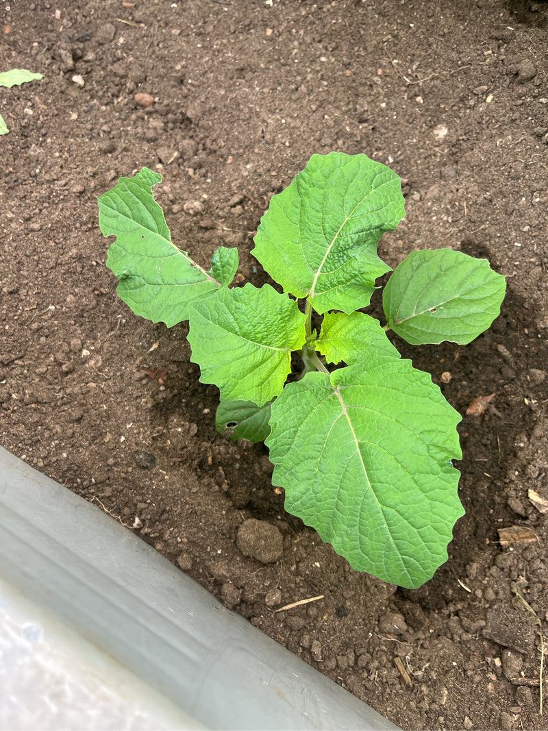 Auf der Aufnahme ist eine junge Physalis-Pflanze mit frischen, grünen Blättern zu sehen, die in dunkler Erde wächst. Die Perspektive von oben zeigt den Keiml...