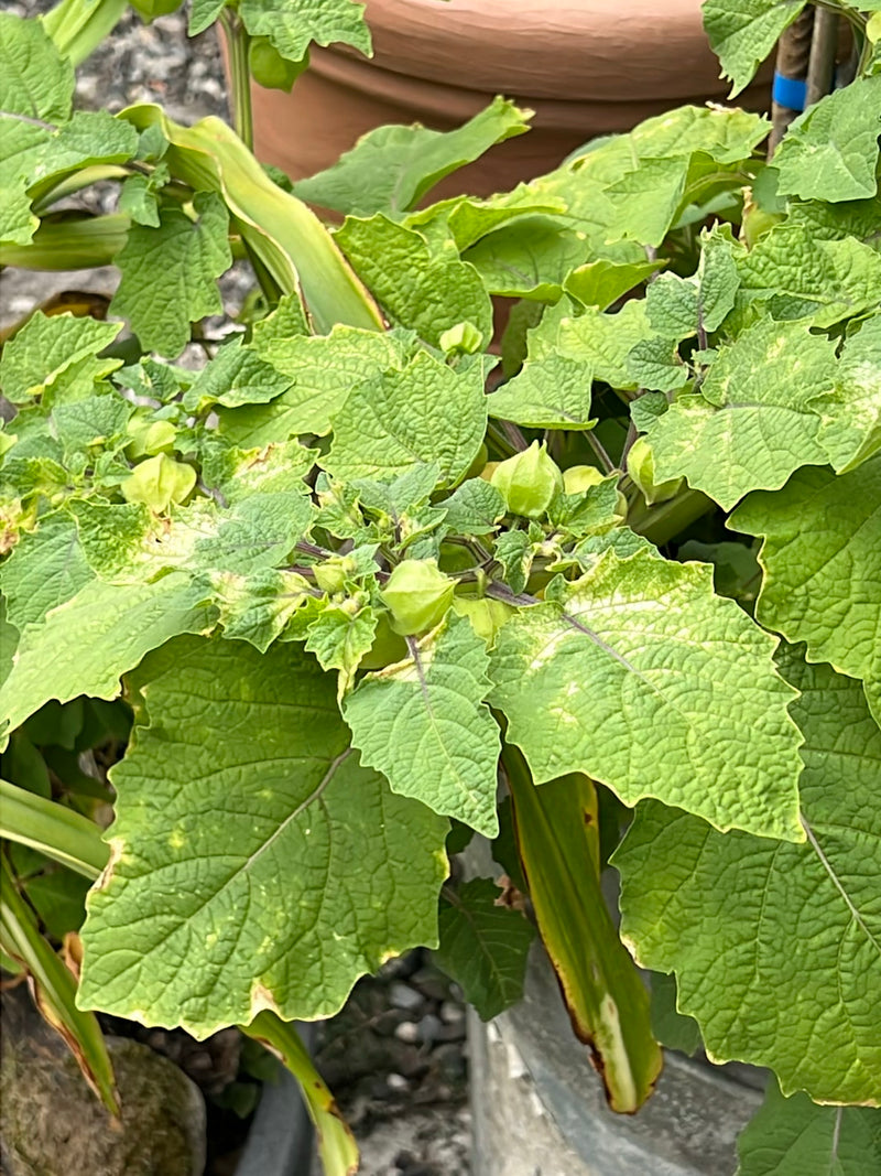 Auf dem Bild ist eine gesunde Physalis-Pflanze mit ihren charakteristischen gezähnten Blättern und heranwachsenden Lampionblüten zu sehen. Die Aufnahme zeigt...