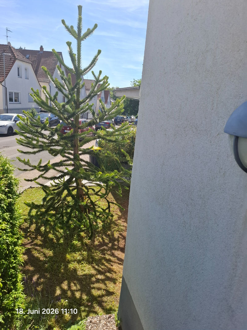 Andentanne — Bild 5 von 7