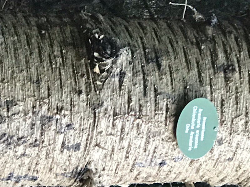 Andentanne — Bild 3 von 7