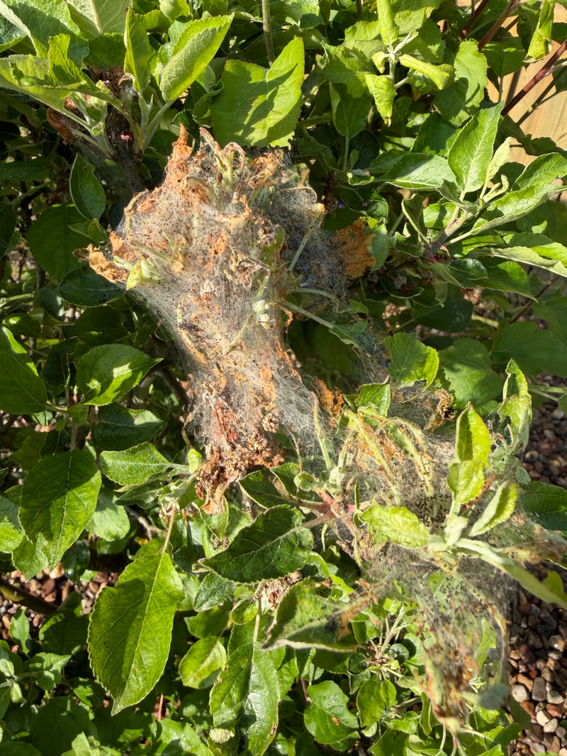 Auf dem Bild ist ein typisches, dichtes Seidengespinst der Apfelbaum-Gespinstmotte an den Zweigen eines Apfelbaums zu sehen. Darin befinden sich angefressene...