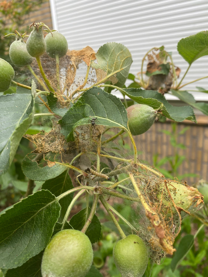 Auf dem Bild ist ein typisches Gespinst einer Apfelbaum-Gespinstmotte auf einem Apfelzweig mit unreifen Früchten und Blättern zu sehen. Darin befinden sich k...