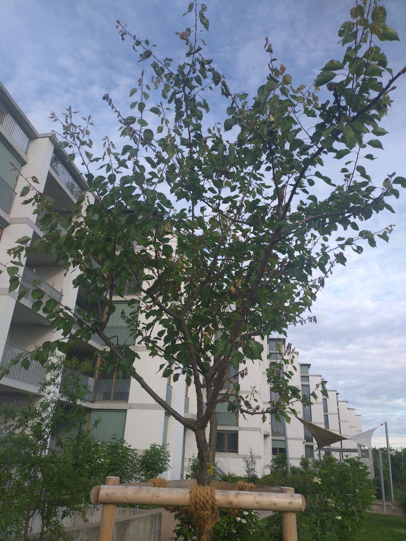 Zu sehen ist ein junger Aprikosenbaum mit grünen Blättern und dünnen Ästen. Er steht vor einer modernen Wohnhausfassade und ist mit Holzpfählen gestützt.
