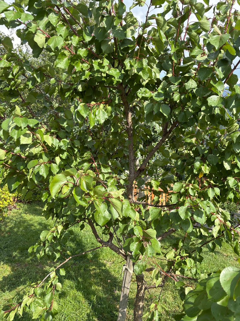 Das Bild zeigt einen jungen Aprikosenbaum mit dichtem grünem Blattwerk und rötlichen Blattstielen. Der Baum steht in einem Garten auf einer Rasenfläche.