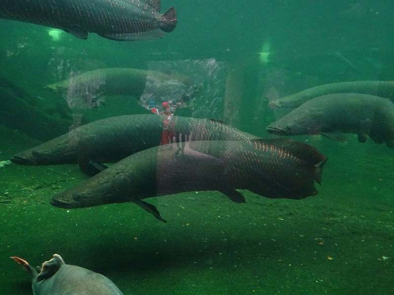 Arapaima — Bild 1 von 1