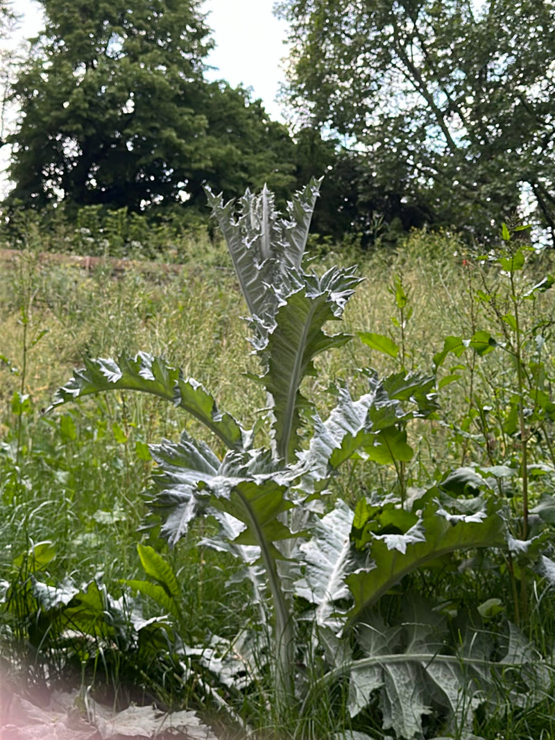 Zu sehen ist eine Cardy mit ihren typischen, silbrig-grauen und stark gelappten Blättern, die auf einer Wiese wächst. Die Pflanze steht zentral im Bild vor e...