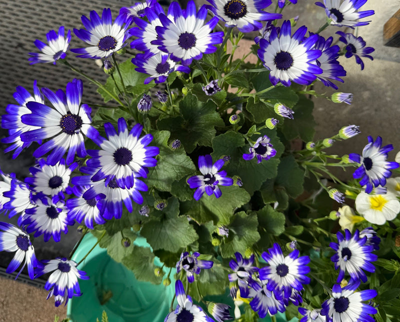 Zu sehen ist eine Aschenblume mit zahlreichen blau-weißen Blüten und grünen Blättern in Draufsicht. Die Pflanze steht in einem Blumentopf.