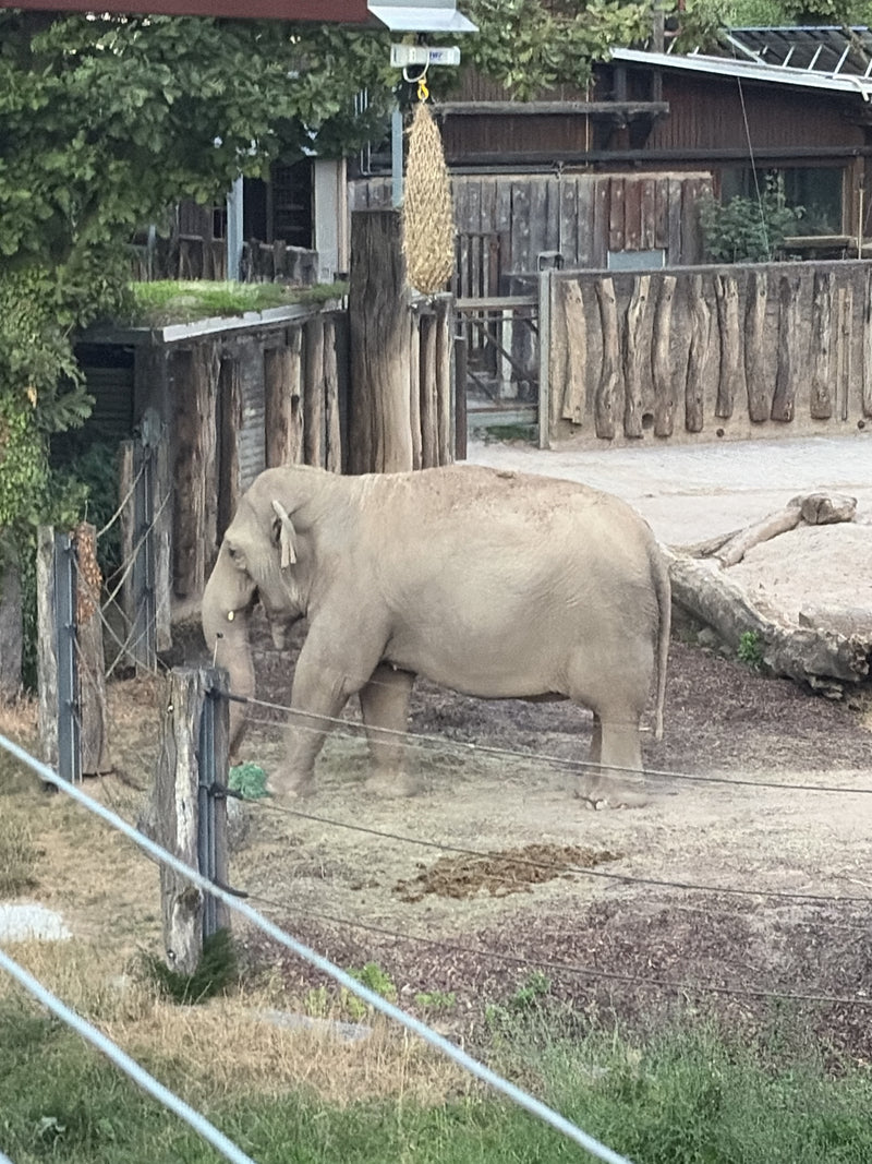 Asiatischer Elefant — Bild 2 von 5