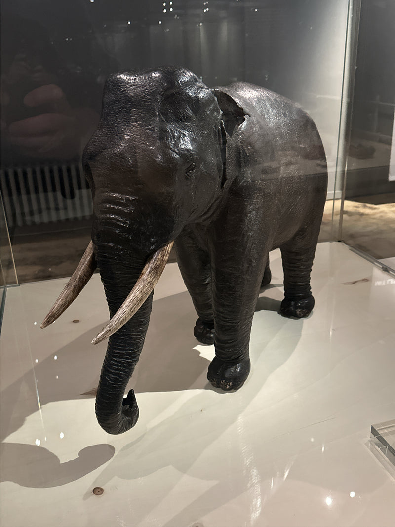 Asiatischer Elefant — Bild 4 von 5