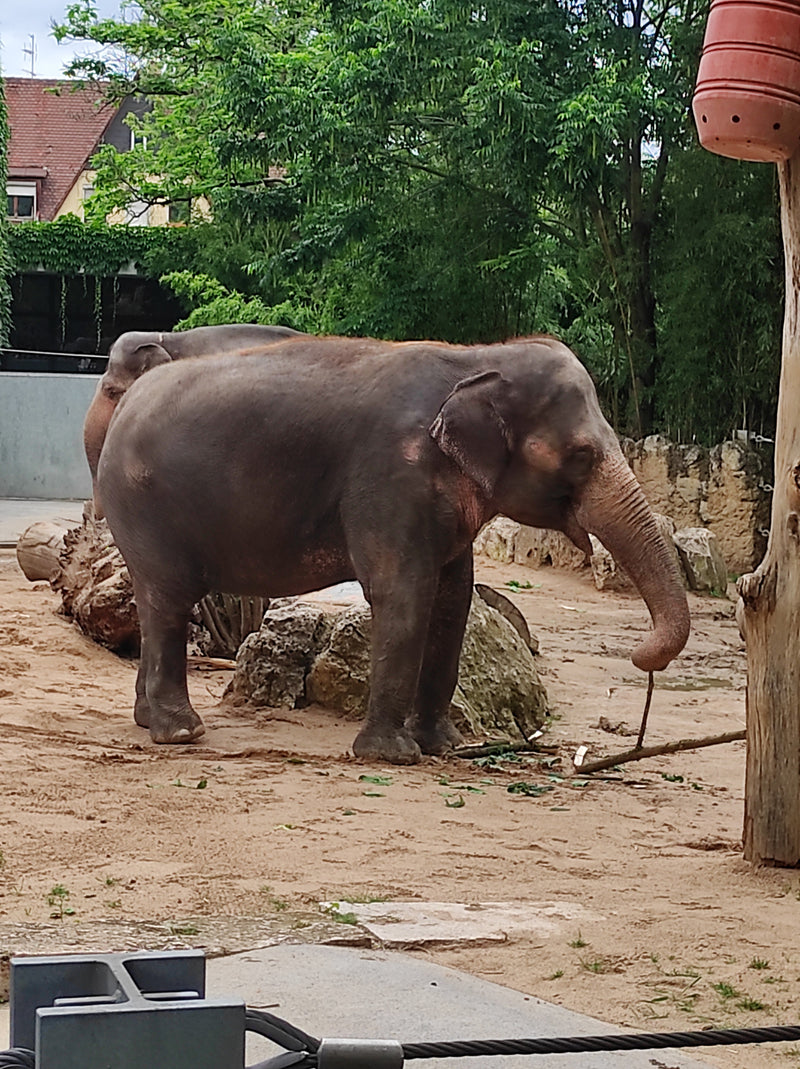 Asiatischer Elefant — Bild 1 von 5