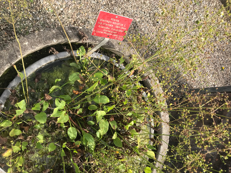 Asiatischer Froschlöffel — Bild 1 von 1